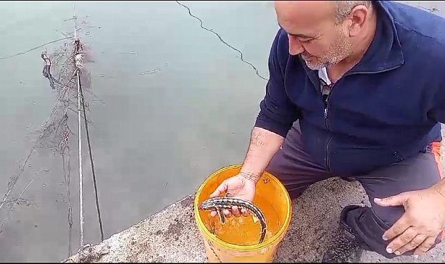 Balıkçı ağlarına takılan mersin balıkları denize salındı