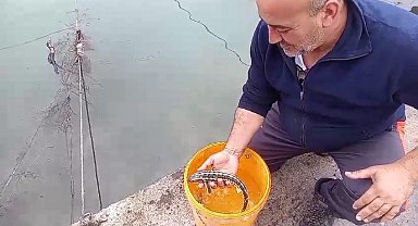 Balıkçı ağlarına takılan mersin balıkları denize salındı
