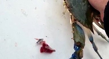 Balıkçıların korkulu rüyası ağlara takıldı