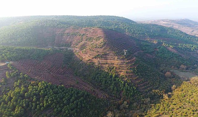 Balıkesir'e 261 dekarlık yeni bal ormanı