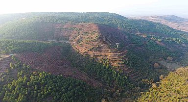 Balıkesir'e 261 dekarlık yeni bal ormanı