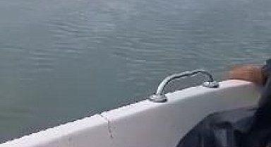 Baraj'da yüzen ayı balıkçılar tarafından görüntülendi