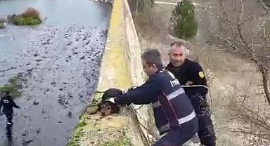 Baraja düşen köpek itfaiye erlerince kurtarıldı