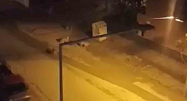 Başıboş köpekler çocuğa korku dolu anlar yaşattı: Kamyonetin kasasına saklanarak kurtuldu