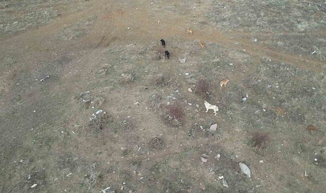 Başkent'te başıboş köpek sürüleri havadan görüntülendi