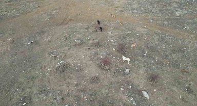 Başkent'te başıboş köpek sürüleri havadan görüntülendi