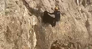 Batman'da 4 gündür kayalıklarda mahsur kalan keçiler AFAD ekiplerince kurtarıldı