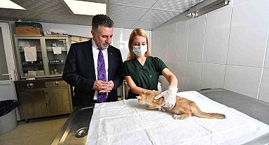 Bayraklı'da son 4,5 yılda 20 bin sokak hayvanına sağlık hizmeti