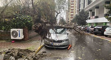 Beylikdüzü'nde şiddetli rüzgar nedeniyle ağaç, bir kadının üzerine devrildi