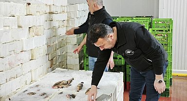 Beyşehir'de balık işletme fabrikalarında boy limiti denetimi