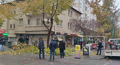 Bingöl'de ağaçlar budanıyor