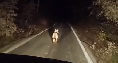 Bingöl'de kurtlar ilçe merkezinde görüntülendi