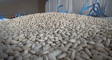 Bitlis, tohumluk kuru fasulye üretiminde Türkiye birincisi oldu