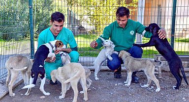 Bozyazı Bakımevi, sahipsiz hayvanları güvenli yeri oldu