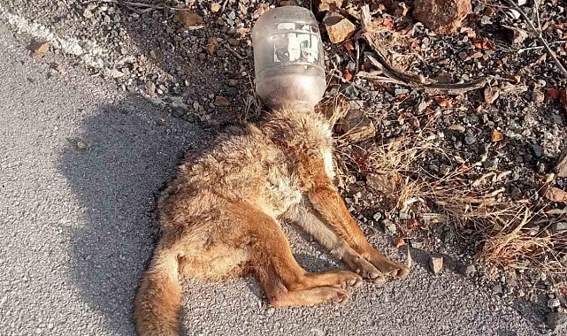 Bu kez kafasını soktuğu yerden çıkartamayınca canından oldu