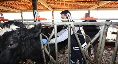 Bu projeyle buzağı ölümleri azalacak