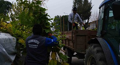 Budanan ağaçlar ihtiyaç sahiplerine yakacak olacak