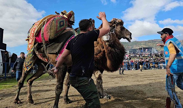 Buharkent'te develer güreşti, izleyenler coştu