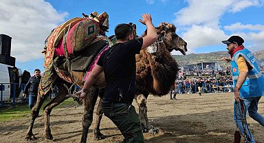 Buharkent'te develer güreşti, izleyenler coştu