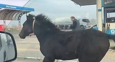 Bursa caddelerinde başıboş tay adeta araçlarla yarıştı