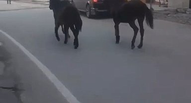 Bursa'da başıboş atlar trafiğe çıktı