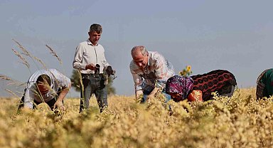 Büyükşehirden çiftçilere 70 ton nohut tohumu desteği