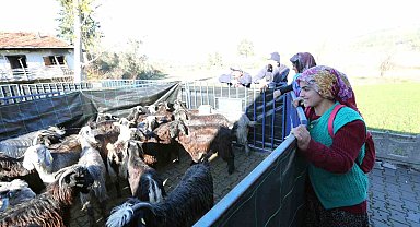 Büyükşehirden Seydikemer'li kadın üreticilere kıl keçesi desteği