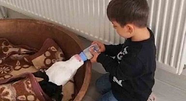 Buzağıyı biberonla besleyen çocuk yürekleri ısıttı