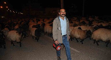 Cizre'de gecenin sessizliğini kuzu ve koyunların ayak sesleri bozdu