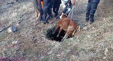 Çukura düşen buzağıyı itfaiye kurtardı