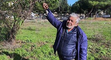 Datça'da badem ağaçları çiçek açtı
