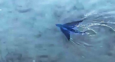 Datça'da kıyıya yakın alanda uçan balık görüldü