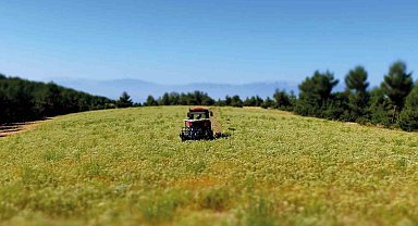 Denizli dünyanın kekik ambarı haline geldi