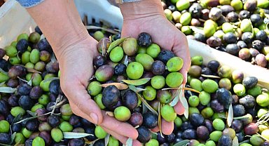 Denizli zeytin ve zeytinyağındaki iddiasını ortaya koydu