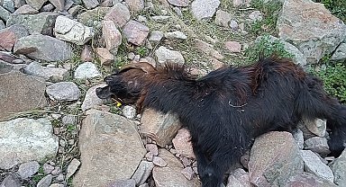 Depremde telef olan hayvanlarının yerine aldığı hayvanları kurt saldırısıyla telef oldu