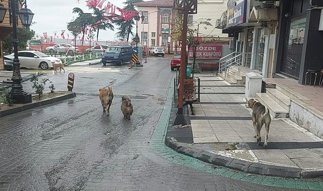 Depremden hemen sonra sokakta çok sayıda köpek gözlendi