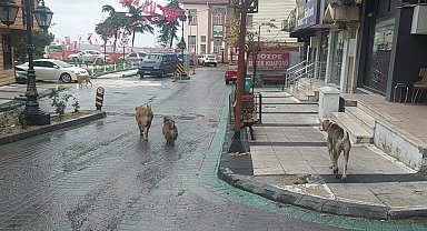 Depremden hemen sonra sokakta çok sayıda köpek gözlendi
