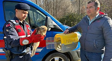 Devriye gezen jandarma ekipleri yaralı kızıl şahin buldu