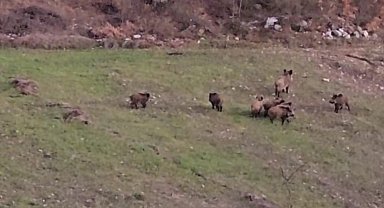 Domuz sürüsü buğday ekili tarlada görüntülendi