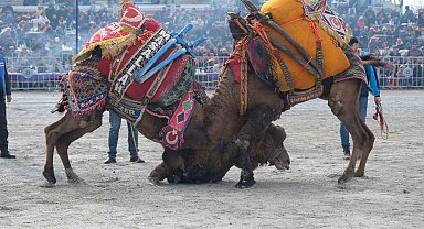 Dünya kupasının sahibi 'Ayhan Bey' adlı pehlivan deve oldu