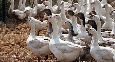 Düşük maliyetle yüksek kazancın yolu, kaz üretimi
