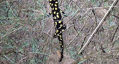 Elazığ'da 'sarı benekli semender' görüldü