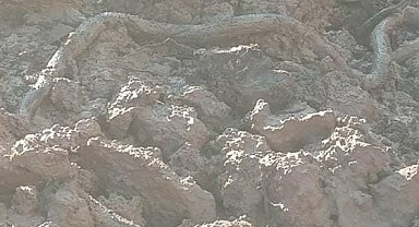 Elazığ'da su kuyusu kazısında, 3 metrelik yılan çıktı