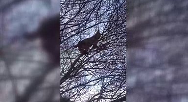 Erzincan'da kırmızı listede yer alan vaşak görüntülendi