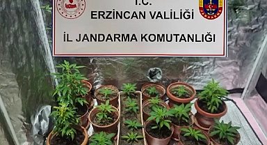 Evinde Hint keneviri yetiştiren 1 kişi gözaltına alındı