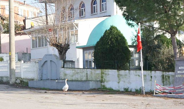 Ezan okununca bu kaz camiye gidiyor