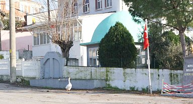 Ezan okununca bu kaz camiye gidiyor