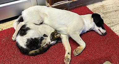 Ezeli düşmanların dostluğu görenlerin içini ısıtıyor