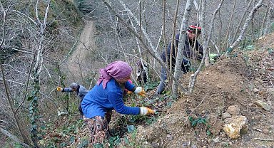 Fındık üreticilerinin kışlık bakım mesaisi başladı