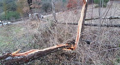 Fırtına ortalığı birbirine kattı, onlarca ağaç devrildi